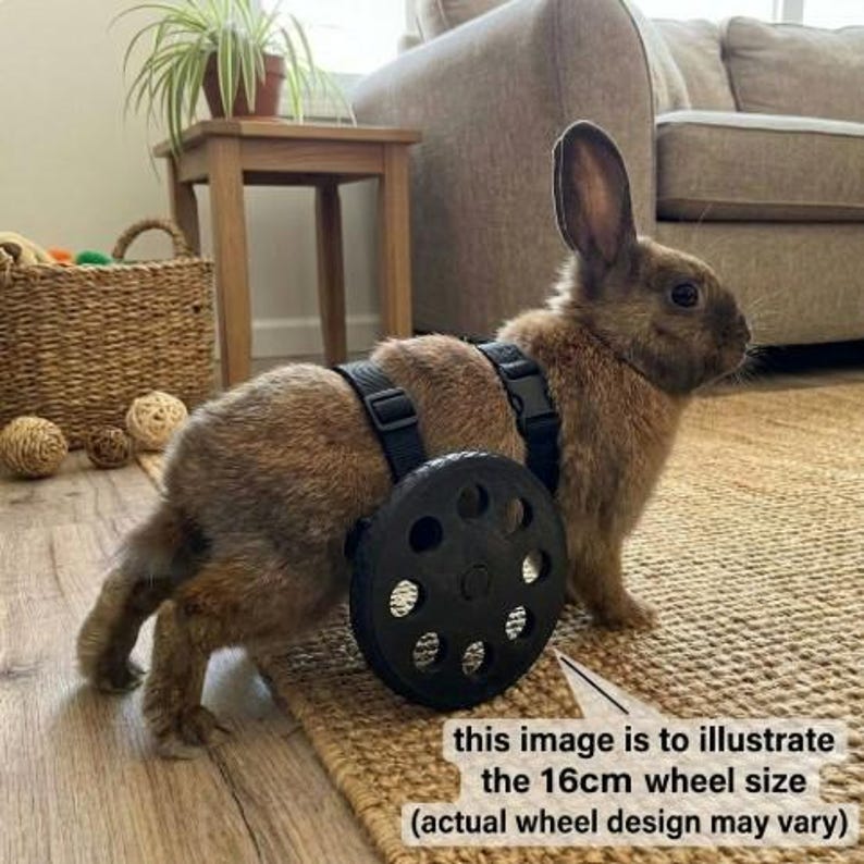 Rabbit mobility wheelchair custom bunny disabled wheels mobility aid image 8