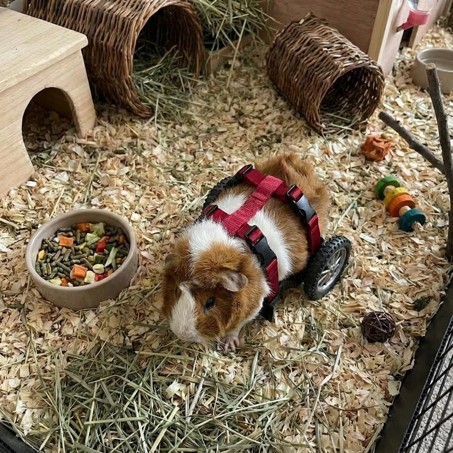 Guinea Pig Wheelchair – Small Custom Animal Mobility Aid for Disabled ...