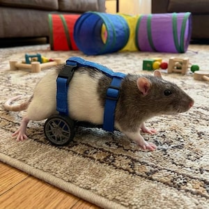 Peut inclure: Un rat noir, blanc et gris portant un harnais bleu avec une petite roue attachée. Le rat est sur un tapis à motifs, avec des tunnels de jeu colorés et des jouets en arrière-plan.