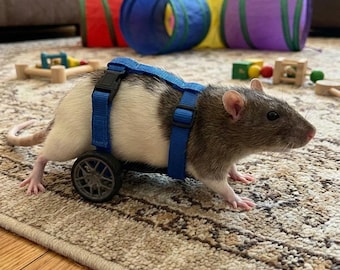 May include: A gray and white rat wearing a blue nylon harness with a black plastic buckle and a small gray wheel attachment on the side. The harness features adjustable straps that secure around the body of the rat, supporting the small wheel.