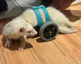 Ferret wheelchair small animal mobility aid adjustable disabled ferret custom wheels