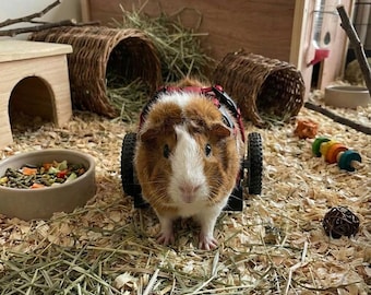 May include: A brown and white guinea pig wearing a small black and red mobility harness with two black wheels attached to its sides. The guinea pig is positioned on a bed of wood shavings and hay, surrounded by various small animal enclosure accessories.