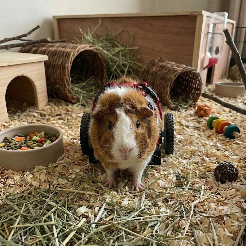 Curated visual reference: Guinea Pig Wheelchair Small Custom Animal Mobility Aid For Disabled Photo Inspiration