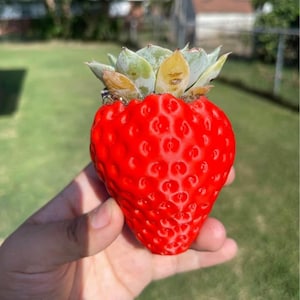 Red Strawberry Succulent Pot Planter