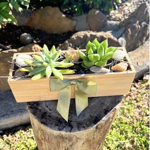 Bamboo Succulent Planter - Succulent Gift