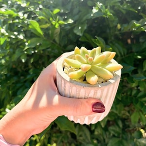 May include: A small succulent plant in a grey concrete pot with a ridged design. The succulent has yellow-green leaves with reddish tips. The pot is filled with small, light-coloured pebbles. The background is blurred green foliage.