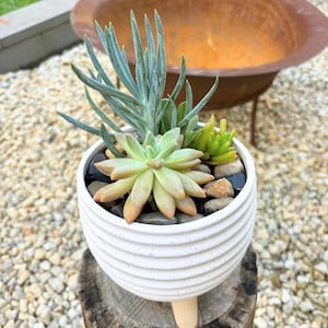 May include: A white ceramic planter with a ribbed design, filled with a variety of succulents and small rocks. The planter sits on a wooden stump. A rusty metal fire pit is in the background.