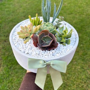 May include: A round white planter filled with white gravel and a variety of succulents, including green, yellow, and dark red varieties. The planter is decorated with a light green satin ribbon tied in a bow on the front exterior surface.