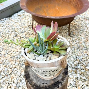 Succulent Gift in Rustic White Planter – Easy Care Succulent Arrangement - Gift-Ready