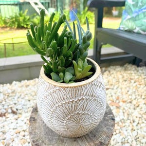 Succulent Arrangement in Gold Pot - Ready-made plant gift