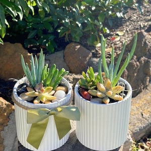 Succulent Arrangement in Ribbed White Pot  - Ready to gift