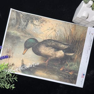 May include: A print featuring a detailed illustration of a mallard duck in a naturalistic setting. The duck has a green head, brown body, and orange beak, standing near water and reeds. The print includes the text "Bonus Art Studio Deco".