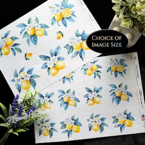 May include: Two sheets of paper with watercolor illustrations of lemons, white flowers, and blue leaves. The text "CHOICE OF IMAGE SIZE" is in a black oval. The sheets are on a textured white background. The image is of a botanical theme.