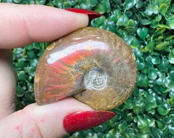Natural Crystallized Ammonite Fossil | Ammonite Crystal | Ammonite Fossil | Metaphysical Gift