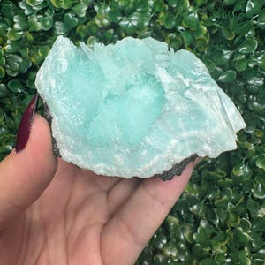May include: A light blue aragonite crystal cluster with a rough, textured surface. The crystal has a layered appearance and sits on a dark base. The background is a dense arrangement of green leaves.