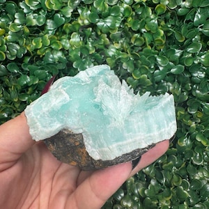May include: A light blue aragonite crystal cluster with a rough, dark brown base. The crystal has a layered, textured appearance and is held against a backdrop of green foliage.