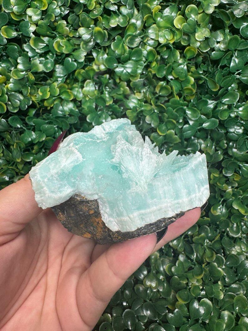 May include: A light blue aragonite crystal cluster with a rough, dark brown base. The crystal has a layered, textured appearance and is held against a backdrop of green foliage.