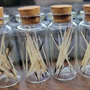 May include: Four small, clear glass bottles with cork stoppers. Each bottle contains a collection of off-white and black quills. The bottles are arranged in a row, showcasing the natural textures and colors of the quills.