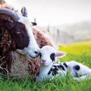 May include: A black and white sheep with curly brown wool nuzzles a white and black lamb lying in a field of green grass.