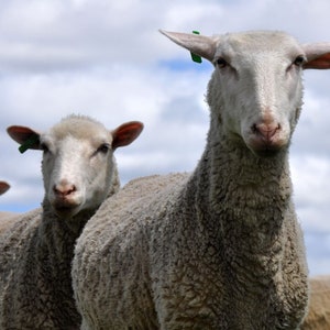 以下が含まれることがあります： ふわふわの毛並みの白い羊が3匹、牧草地で雲の多い空を見上げて立っています。手前の羊は耳に緑色のタグが付いています。