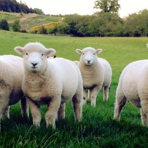 May include: Four white sheep standing in a grassy field. The sheep are all looking at the camera. The field is green and there are trees in the background.