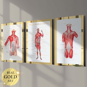 3 Human Anatomy Posters Muscles Art Muscular System Chart Medical Art Massage Therapist Gift Physiotherapist Gift Clinic Wall Decor Gold Art
