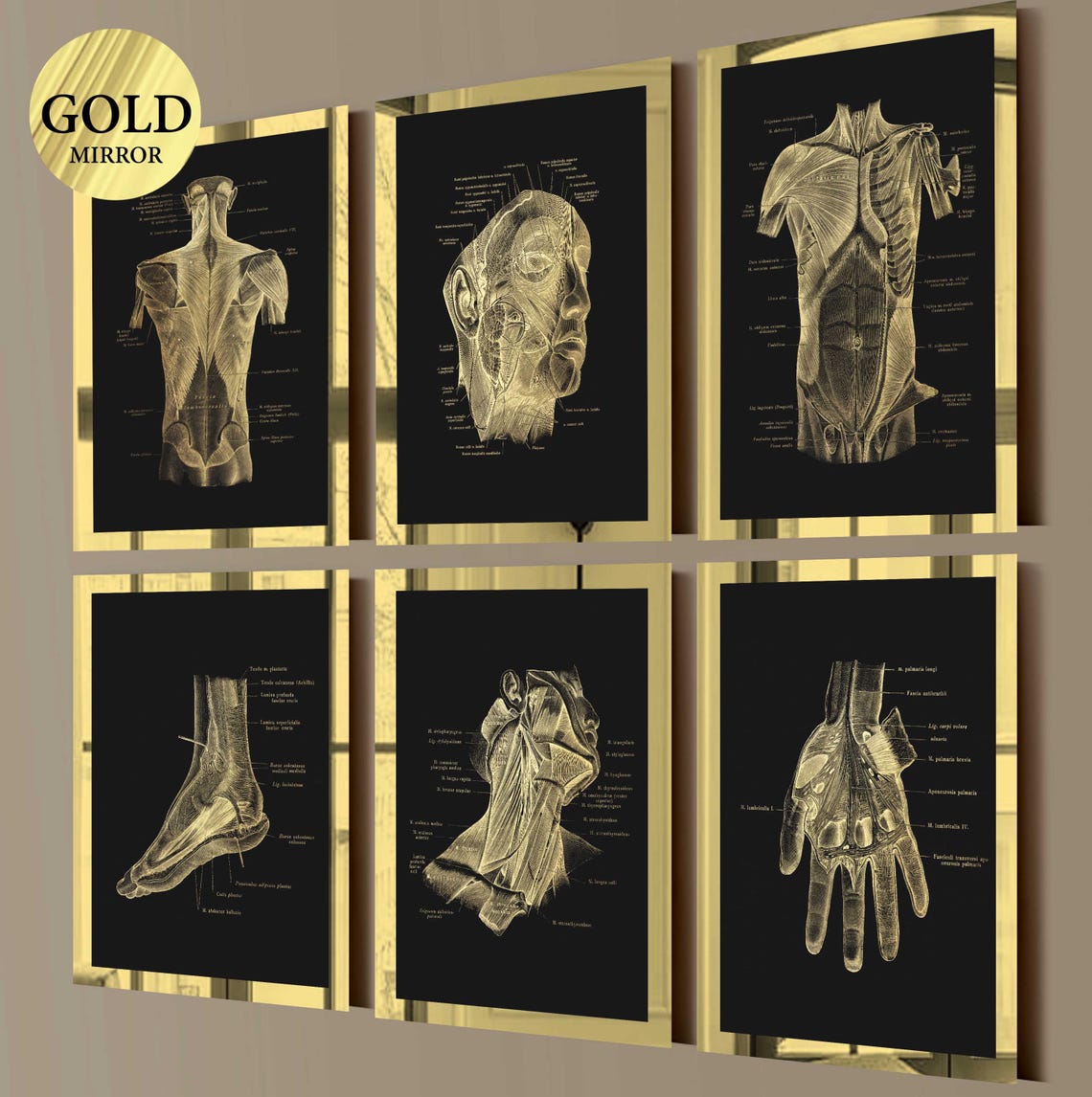 6 Gold Anatomy Art Muscular System Posters Labeled Muscles Types ...