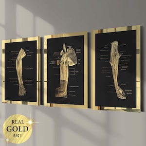 Set 3 hand anatomie posters hand spieren diagram arm kunst onderarm grafiek medische kunst wetenschap kunst orthopedische cadeau massage kliniek muur decor