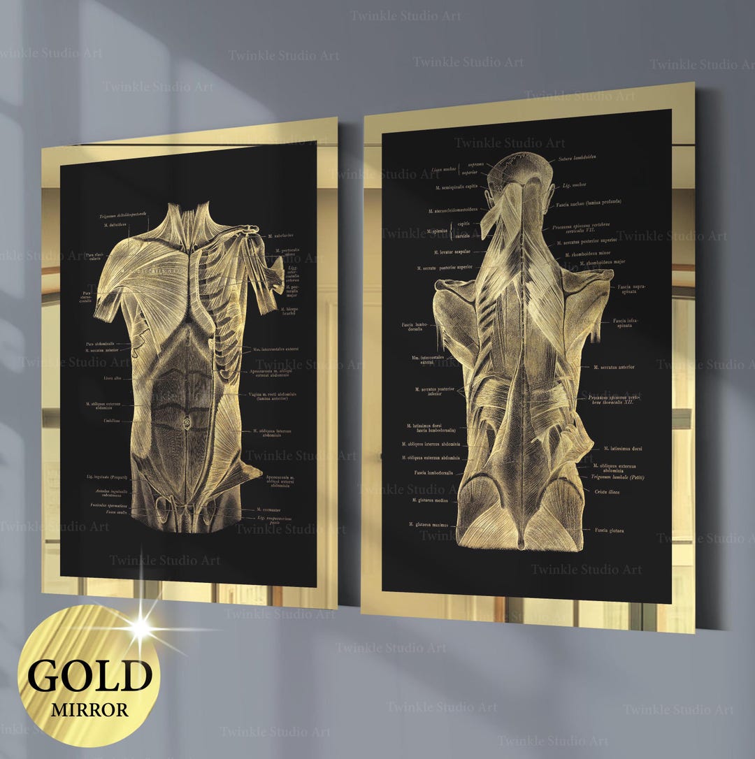 Set of 2 Gold Anatomy Poster Muscular System Diagram Massage Clinic ...