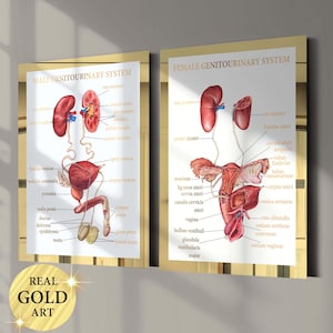 2 Comparative Anatomy Posters Female and Male Urinary System Reproductive System Scientific Art Clinic Wall Decor Urology Art Gynaecology