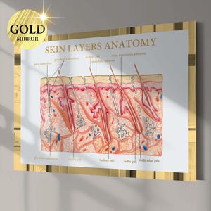 Human Skin Anatomy Poster Skin Layers Diagram Dermatology Art Histology Art Medical Art Physiology Art Cosmetic Clinic Decor Dermatologist