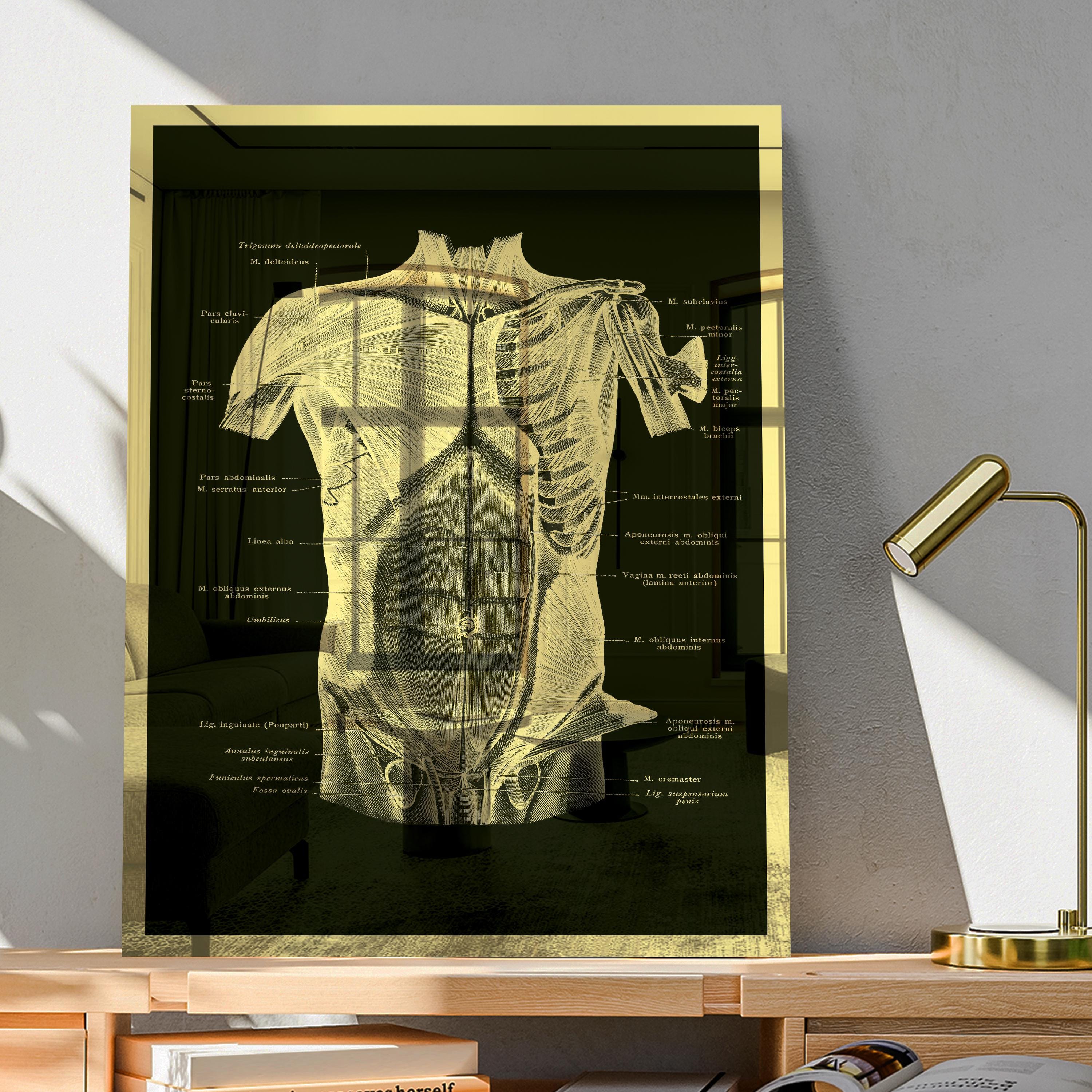 Set of 2 Gold Anatomy Poster Muscular System Diagram Massage Clinic ...