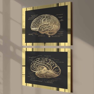 May include: Two framed prints displaying detailed anatomical illustrations of the human brain. The artwork is in sepia tones against a dark background, with gold-coloured frames. The prints are displayed on a wall, adding a touch of scientific elegance to the space.