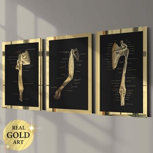 Set 3 arm anatomie posters hand diagram elleboog grafiek schouder medische kunst wetenschap kunst orthopedische kunst massage kliniek decor chirurg cadeau