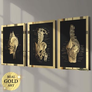 Set 3 bekken heupgewricht anatomie posters bekkenbeen en spieren diagram orthopedische grafiek medische kunst wetenschap kunst kliniek decor chirurg cadeau