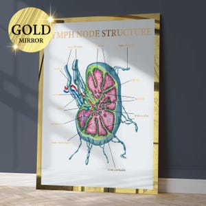 Lymph Node Structure Poster Anatomy Art Lymphatic System Medical Art Biology Art Histology Art Doctor Office Decor Clinic Decoration Gold