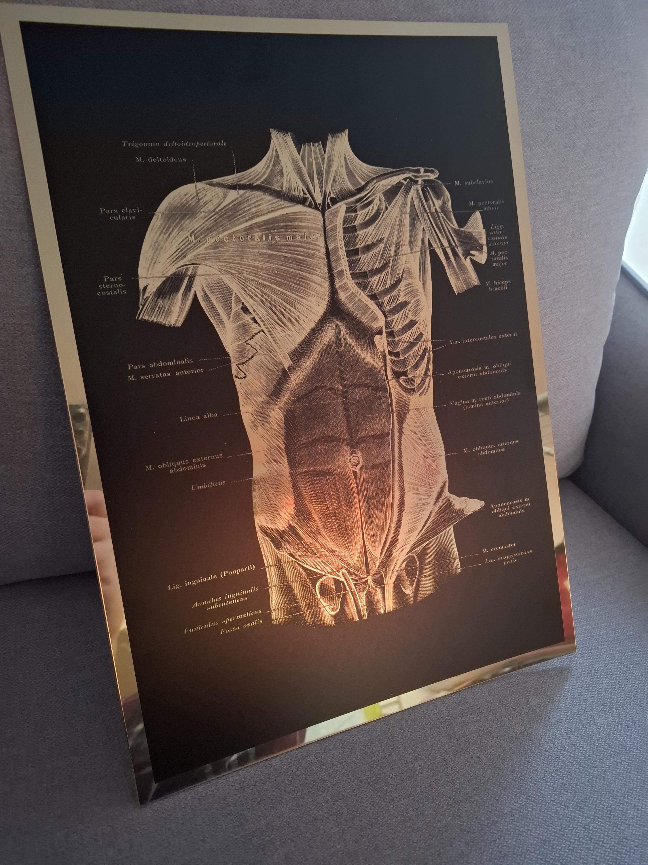 Set of 2 Gold Anatomy Poster Muscular System Diagram Massage Clinic ...