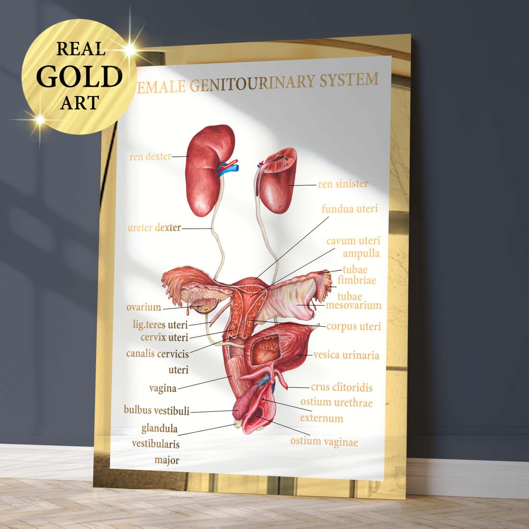 Female Genitourinary System Anatomy Art Reproductive System Medical Art ...