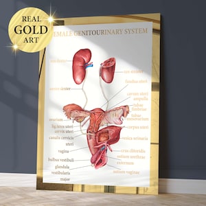 Female Genitourinary System Anatomy Art Reproductive System Medical Art Physiology Art Doctor Office Decor Gynecologist Gift Clinic Decor