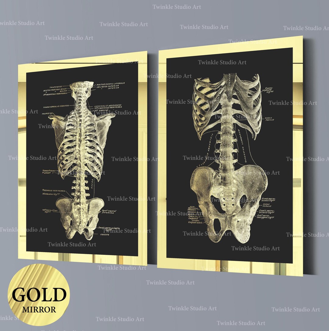 2 Gold Skeletal Anatomy Poster Skeletal System Diagram Rib Cage Pelvis ...