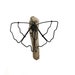 see more listings in the Butterflies Dragonflies  section