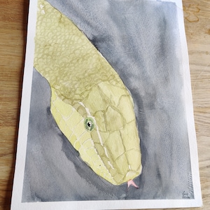 Könnte beinhalten: Aquarellmalerei einer grünen Schlange mit gespaltener Zunge. Die Schlange ist auf einem grauen Hintergrund gemalt.