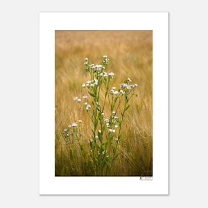 Prato estivo con fiori selvatici – foto della natura come poster