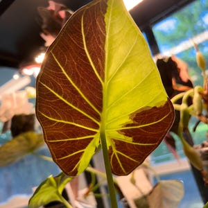 May include: A large, heart-shaped leaf from an Alocasia plant featuring a distinct variegated pattern. One half of the leaf is a deep, dark maroon color, while the other half is a vibrant, translucent lime green with visible light-colored veins.