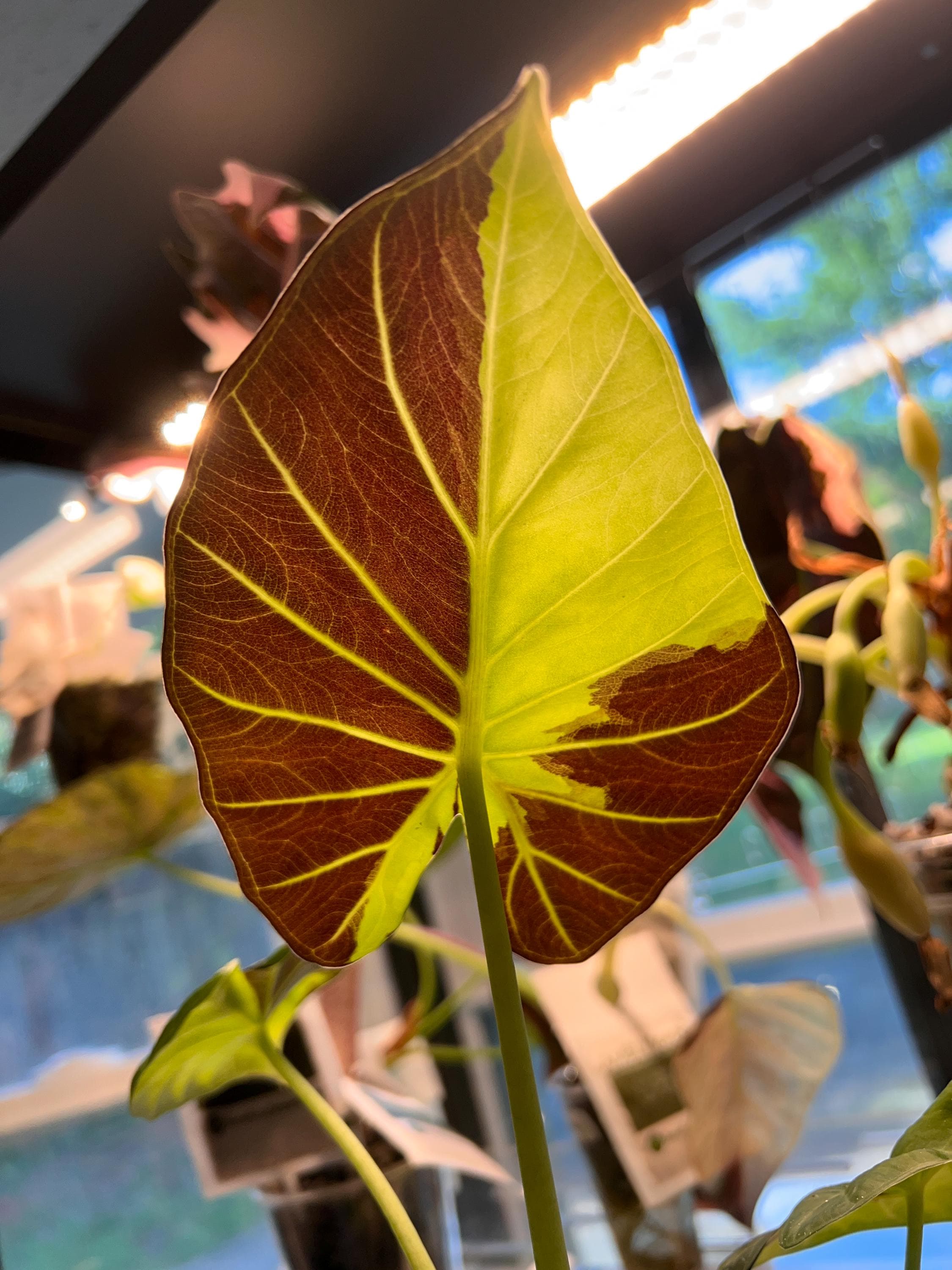 Alocasia Regal Shield Corms - Etsy