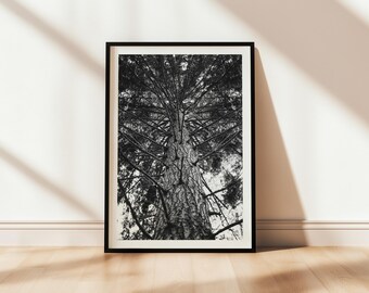 Seattle Tree Print: Discovery Park Black and White Photography