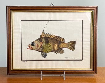 Edizioni Ponte Vecchio Italy Fish Lithograph Print - Dules Auriga by Marcus Bloch // Condition: Frame has wear ~ Waviness,light creasing