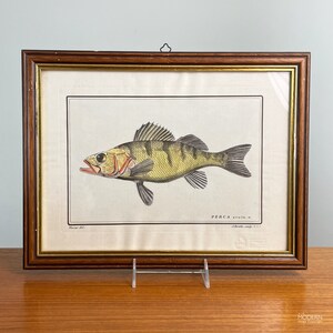 Edizioni Ponte Vecchio Italy Fish Lithograph Print - Perca Acuta by Marcus Bloch // Condition: Frame has wear ~ Waviness,light creasing