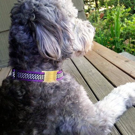 halsband dackel Premium Lederhalsband von Leopold's mit Beschlägen für Hunde & Dackel –  Martha's main image 1