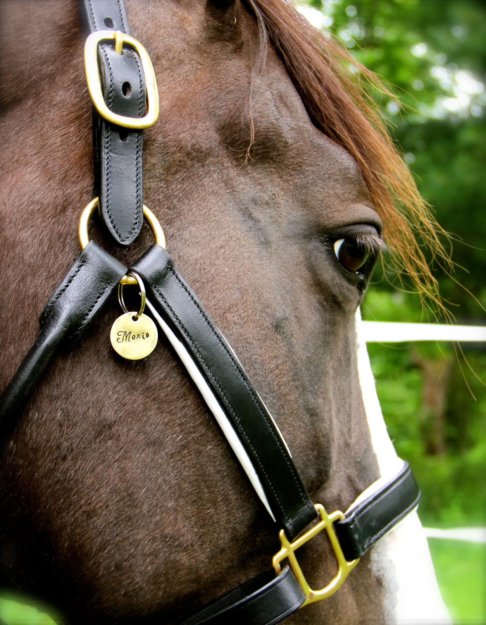 Custom Halter Tag / Bridle Tag / Horse Name Tag Perfect Gift Etsy